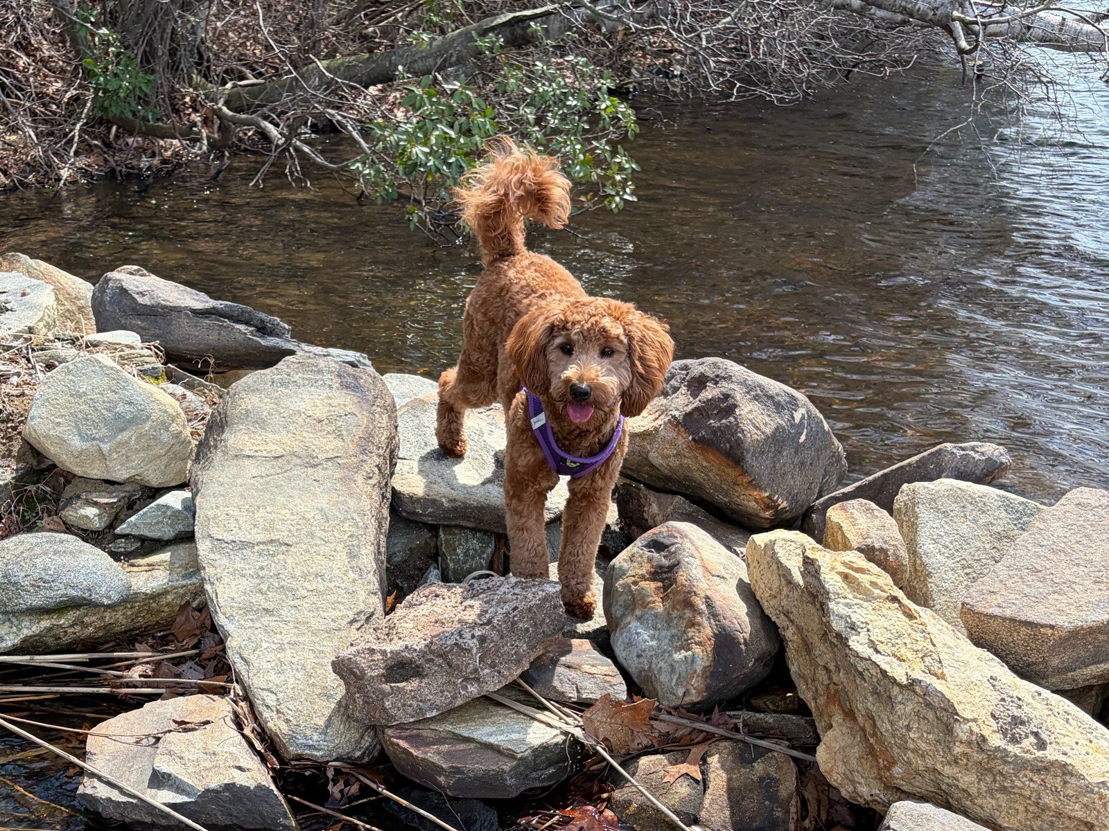 Penny, a mini doodle, standing on creek rocks by the water